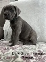 Dark Green , a female Cane Corso for sale in Elkhart, IN – Photo 6 of 6