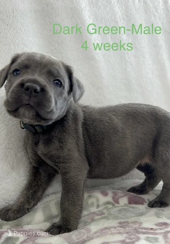 Green  – Cane Corso puppy for sale in Elkhart, IN