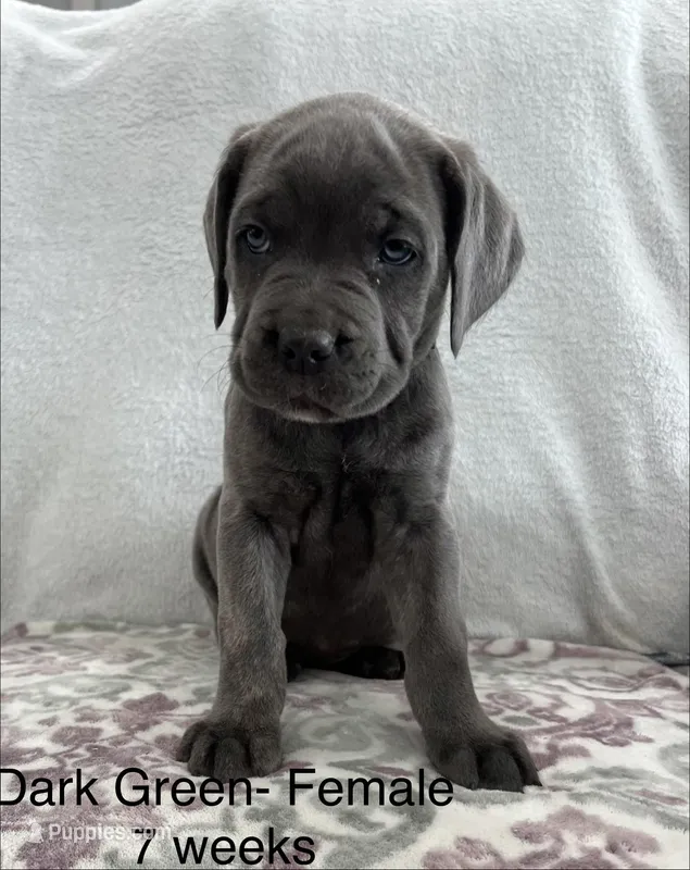 Dark Green  – Cane Corso puppy for sale in Elkhart, IN