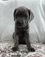 Dark Green , a female Cane Corso for sale in Elkhart, IN – Photo 1 of 6