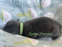 Green , a female Cane Corso for sale in Elkhart, IN – Photo 2 of 3