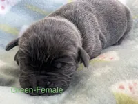 Green , a female Cane Corso for sale in Elkhart, IN – Photo 1 of 3