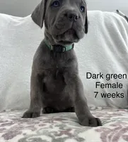 Dark Green , a female Cane Corso for sale in Elkhart, IN – Photo 5 of 6