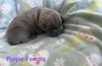 Purple Collar , a female Cane Corso for sale in Elkhart, IN – Photo 4 of 5