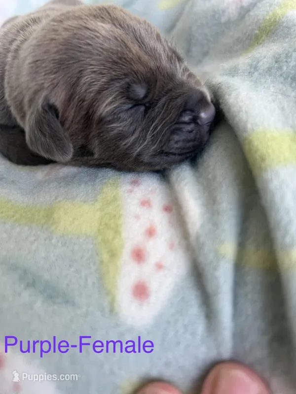 Purple Collar , a female Cane Corso for sale in Elkhart, IN – Photo 1 of 5