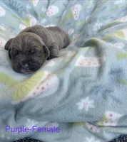 Purple Collar , a female Cane Corso for sale in Elkhart, IN – Photo 3 of 5