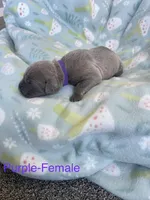 Purple Collar , a female Cane Corso for sale in Elkhart, IN – Photo 5 of 5