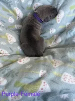 Purple Collar , a female Cane Corso for sale in Elkhart, IN – Photo 2 of 5