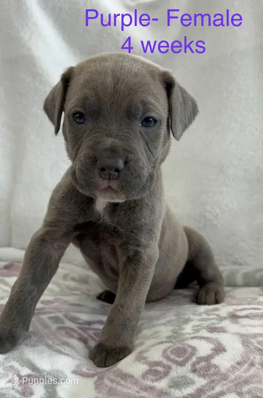 Purple Collar  – Cane Corso puppy for sale in Elkhart, IN