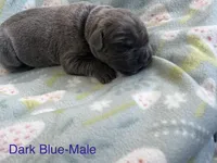 Dark Blue collar , a male Cane Corso for sale in Elkhart, IN – Photo 2 of 5