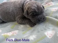 Dark Blue collar , a male Cane Corso for sale in Elkhart, IN – Photo 3 of 5