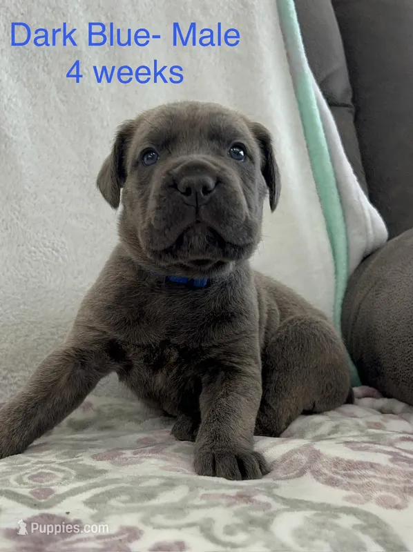 Dark Blue collar  – Cane Corso puppy for sale in Elkhart, IN