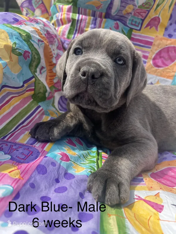 Dark Blue collar  – Cane Corso puppy for sale in Elkhart, IN