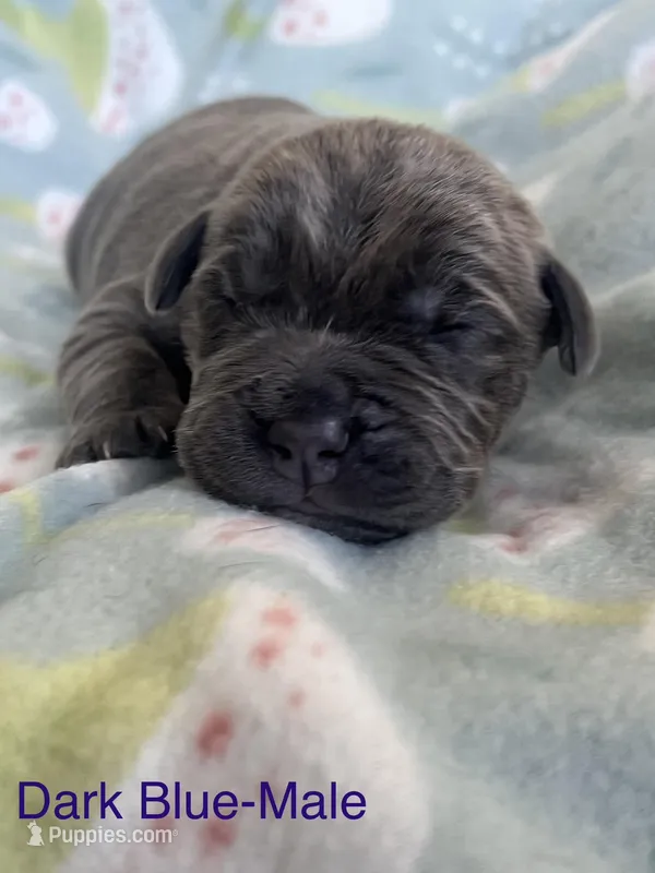 Dark Blue collar , a male Cane Corso for sale in Elkhart, IN – Photo 1 of 5