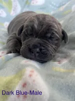 Dark Blue collar , a male Cane Corso for sale in Elkhart, IN – Photo 1 of 5