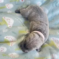 Light Pink , a female Cane Corso for sale in Elkhart, IN – Photo 10 of 10
