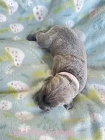 Light Pink , a female Cane Corso for sale in Elkhart, IN – Photo 4 of 4