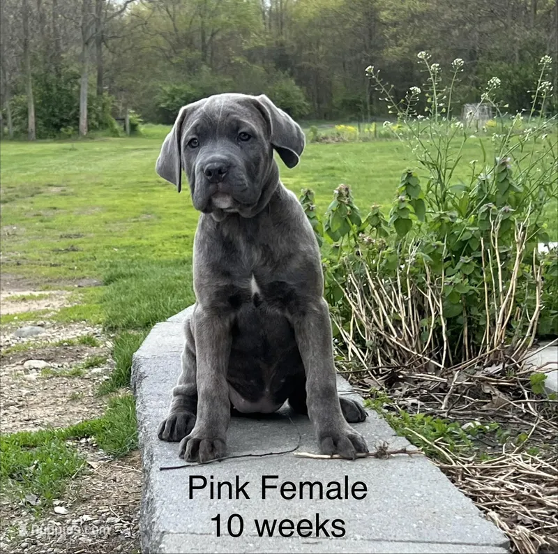 Light Pink  – Cane Corso puppy for sale in Elkhart, IN