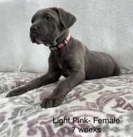 Light Pink , a female Cane Corso for sale in Elkhart, IN – Photo 6 of 10