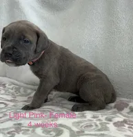 Light Pink , a female Cane Corso for sale in Elkhart, IN – Photo 3 of 10