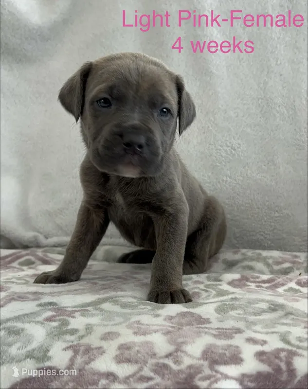 Light Pink  – Cane Corso puppy for sale in Elkhart, IN