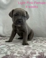 Light Pink , a female Cane Corso for sale in Elkhart, IN – Photo 1 of 10