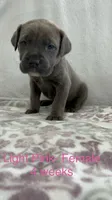 Light Pink , a female Cane Corso for sale in Elkhart, IN – Photo 6 of 10