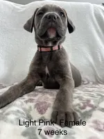 Light Pink , a female Cane Corso for sale in Elkhart, IN – Photo 4 of 10