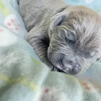 Light Pink , a female Cane Corso for sale in Elkhart, IN – Photo 8 of 10