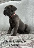 Light Pink , a female Cane Corso for sale in Elkhart, IN – Photo 7 of 10