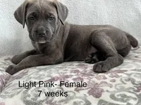 Light Pink , a female Cane Corso for sale in Elkhart, IN – Photo 1 of 10