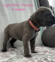 Light Pink , a female Cane Corso for sale in Elkhart, IN – Photo 5 of 10