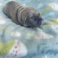 Light Pink , a female Cane Corso for sale in Elkhart, IN – Photo 9 of 10