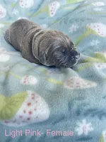 Light Pink , a female Cane Corso for sale in Elkhart, IN – Photo 3 of 4