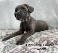 Light Pink , a female Cane Corso for sale in Elkhart, IN – Photo 3 of 10