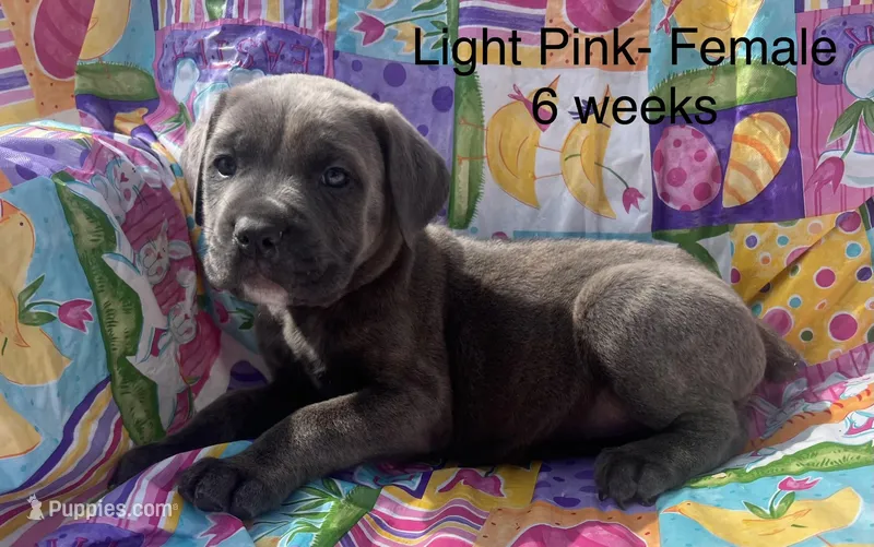 Light Pink  – Cane Corso puppy for sale in Elkhart, IN