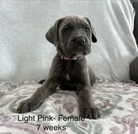 Light Pink , a female Cane Corso for sale in Elkhart, IN – Photo 9 of 10