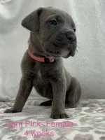 Light Pink , a female Cane Corso for sale in Elkhart, IN – Photo 4 of 10