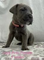 Light Pink , a female Cane Corso for sale in Elkhart, IN – Photo 2 of 10
