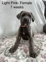 Light Pink , a female Cane Corso for sale in Elkhart, IN – Photo 2 of 10