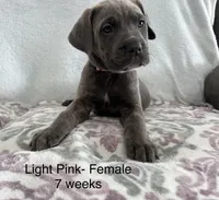 Light Pink , a female Cane Corso for sale in Elkhart, IN – Photo 8 of 10