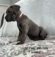Light Pink , a female Cane Corso for sale in Elkhart, IN – Photo 5 of 10