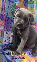 Light Pink , a female Cane Corso for sale in Elkhart, IN – Photo 10 of 10