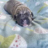 Light Pink , a female Cane Corso for sale in Elkhart, IN – Photo 7 of 10