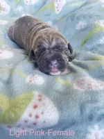Light Pink , a female Cane Corso for sale in Elkhart, IN – Photo 1 of 4