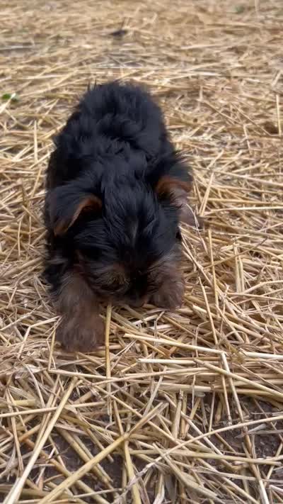 Pea, a female Yorkshire Terrier for sale in Harriman, TN – 4 of 5