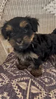 Bird, a male Yorkshire Terrier for sale in Harriman, TN – 5 of 5