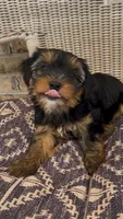 Rae, a female Yorkshire Terrier for sale in Harriman, TN – 2 of 7