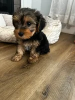 Beano , a male Yorkshire Terrier for sale in Harriman, TN – 3 of 4