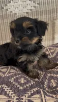 Bird, a male Yorkshire Terrier for sale in Harriman, TN – 3 of 5